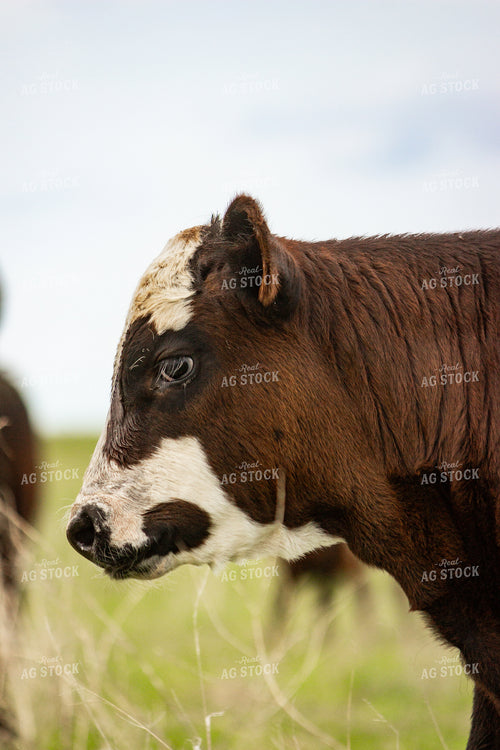Angus Cross Calf 155217