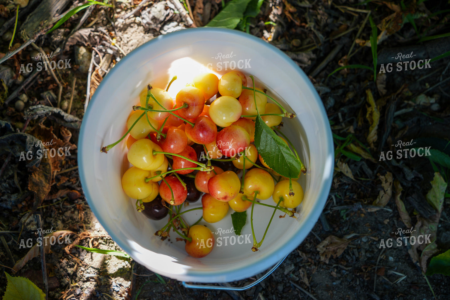 Harvested Cherries in Bucket 65763