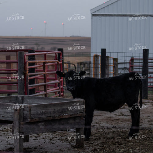 Angus Cattle in Pen 67180