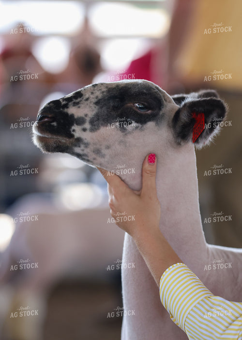 Showing Goats 160214
