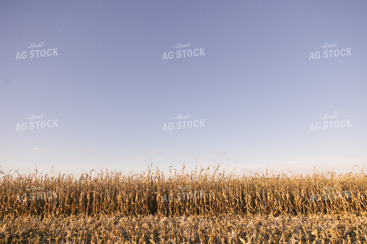 Dried Corn Stalks and Ears 70041