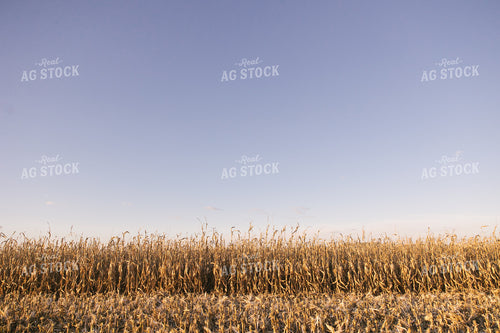 Dried Corn Stalks and Ears 70041