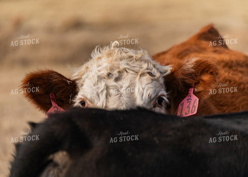 Hereford Cattle 231047