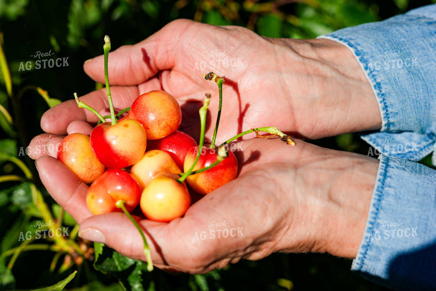 Cherries 65769