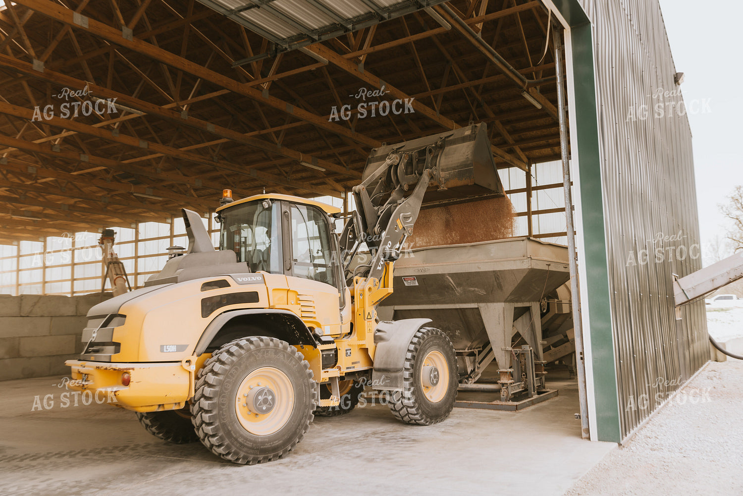 Tractor Dumps Dry Feed in Storage Shed 7525