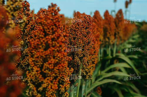 Sorghum Field 125022
