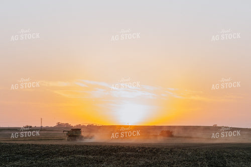 Soybean Harvest 77291
