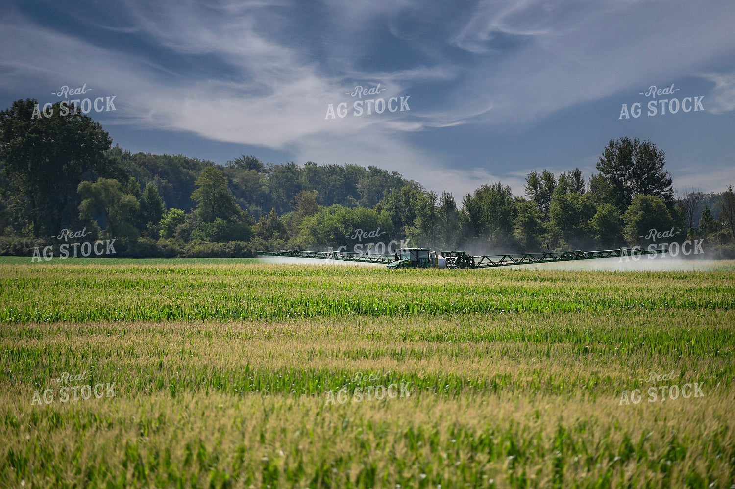 Self-Propellerd Sprayer in Corn Field 90135