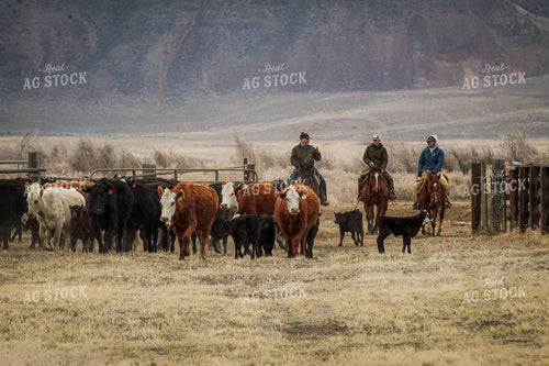 Ranchers Moving Cattle on Horseback 78188
