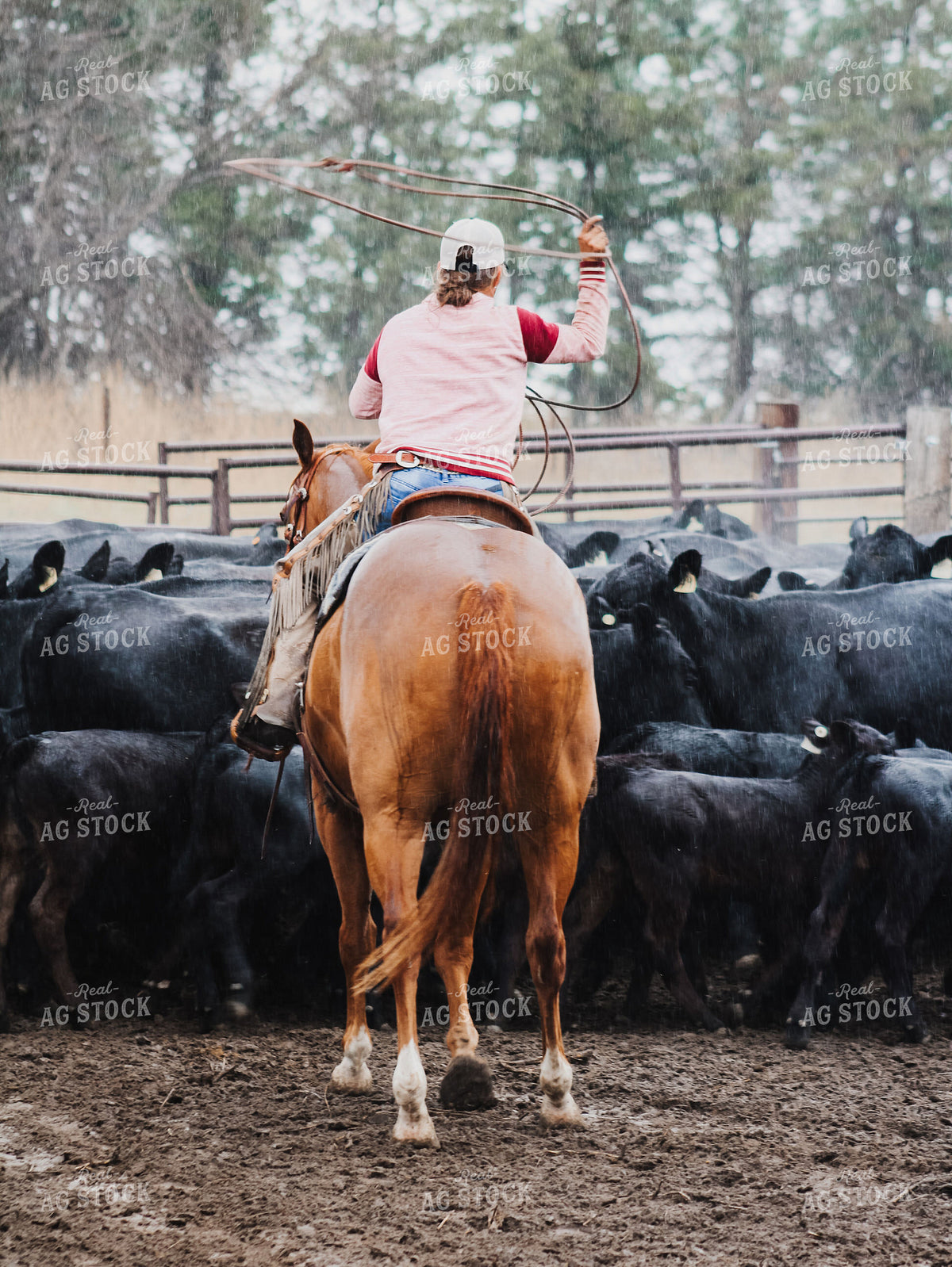 Sorting Cattle on Horseback 237035