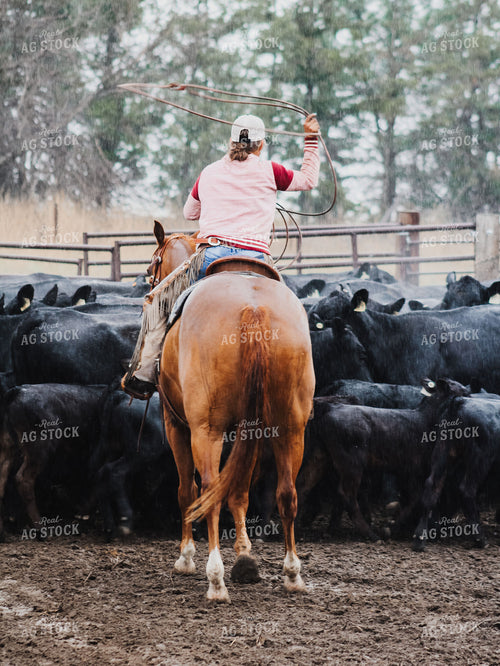 Sorting Cattle on Horseback 237035