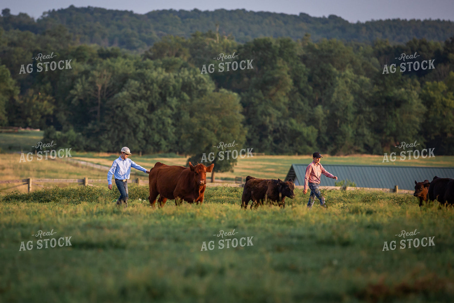 Farm Kids with Show Cattle 270212
