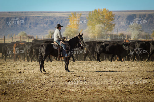 Rancher Moving Cattle on Horseback 78197