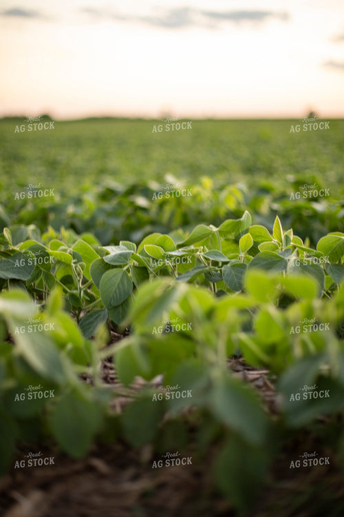 Mid-Season Soybeans 93107