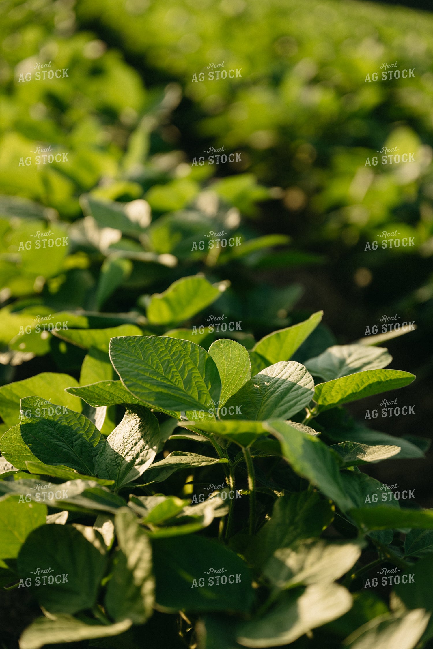 Soybeans 125293