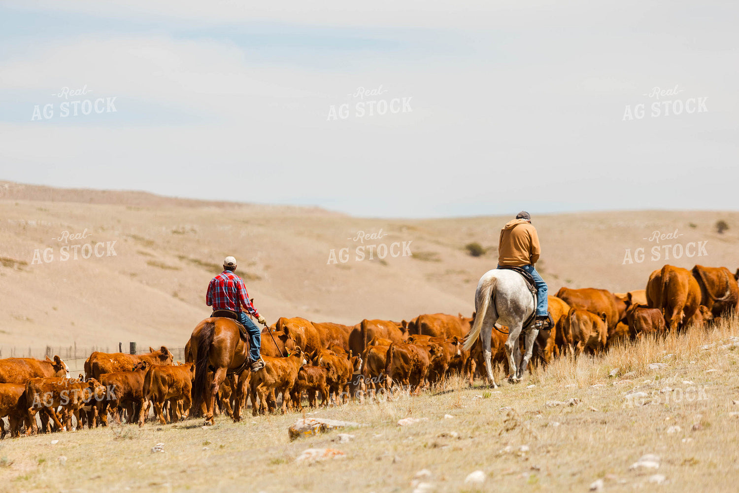 Ranchers Gathering Cattle on Horseback 97211