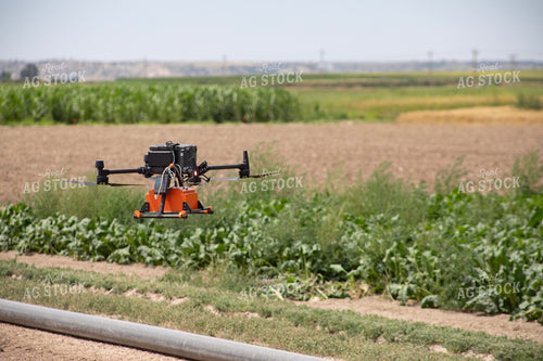 Drone with Ground Penetrating Radar Over Sugar Beets 117441