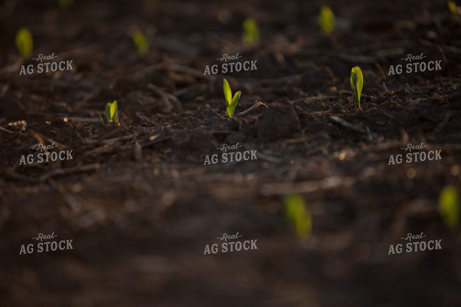 Corn - Early Growth 1130