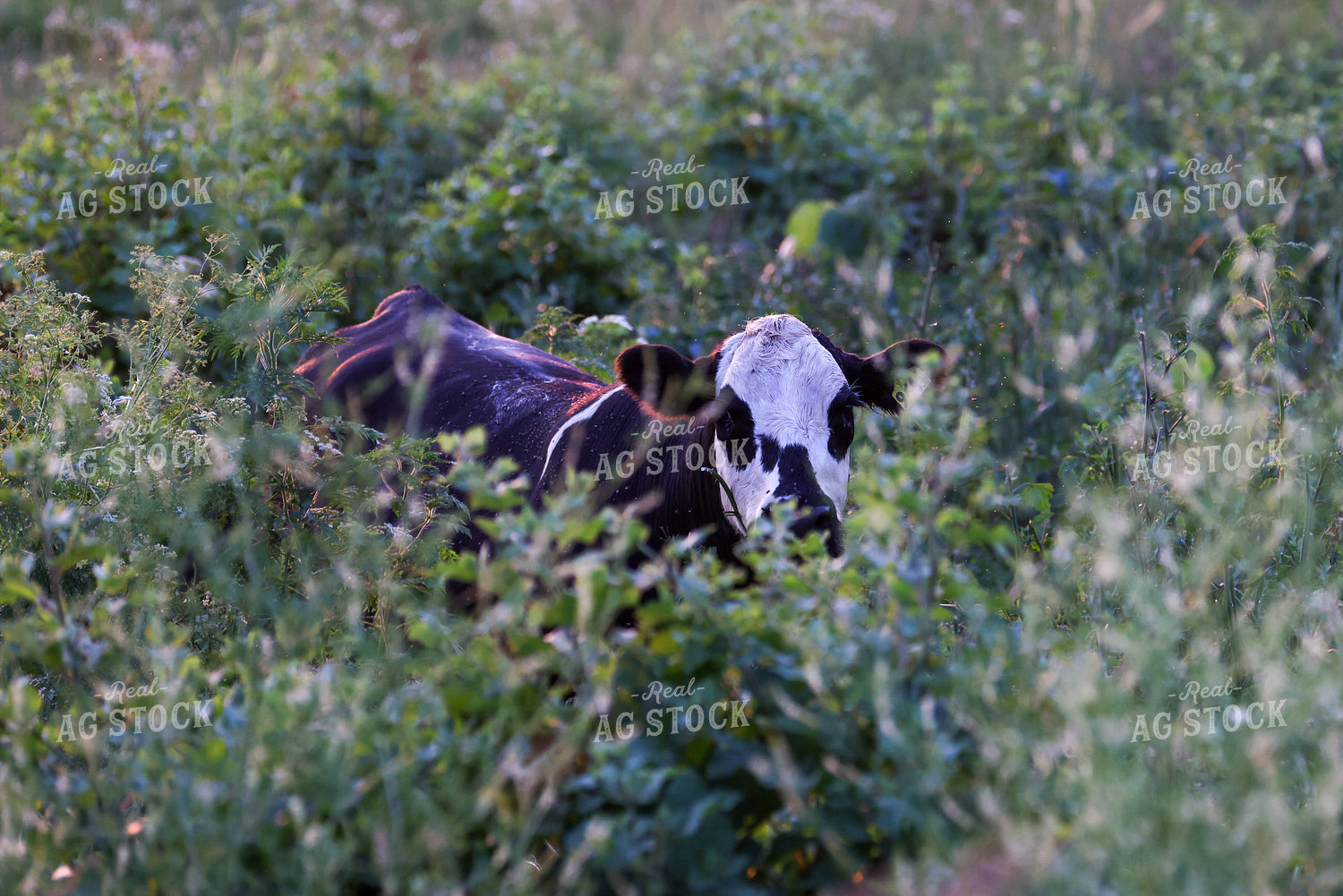 Cattle on Pasture 160244