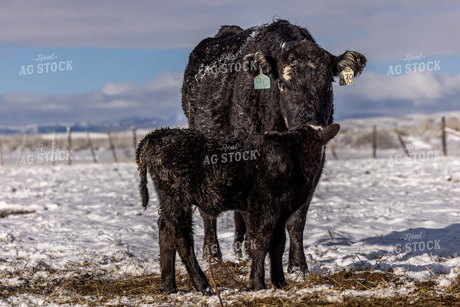 Cow Calf Pair in the Snow 304049