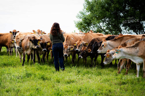 Female Farmer in Pasture with Jersey Cattle 181028