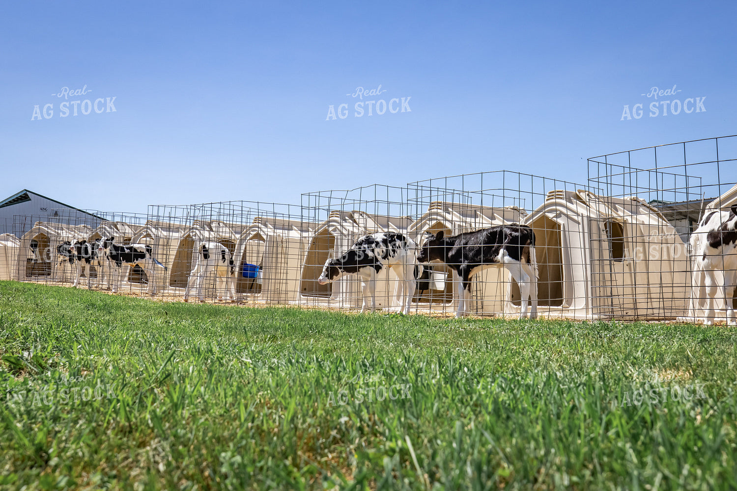 Calf Hutches 270347