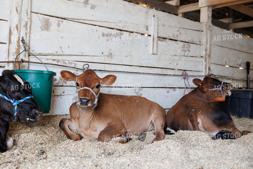 Show Cattle 52935