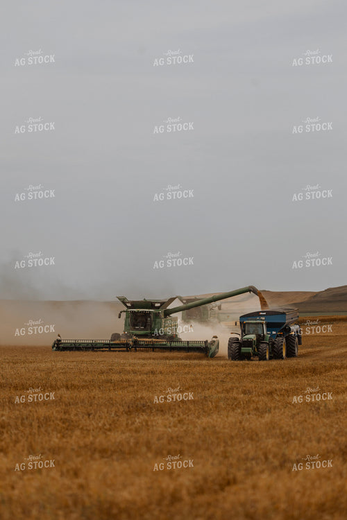 Wheat Harvest 187203