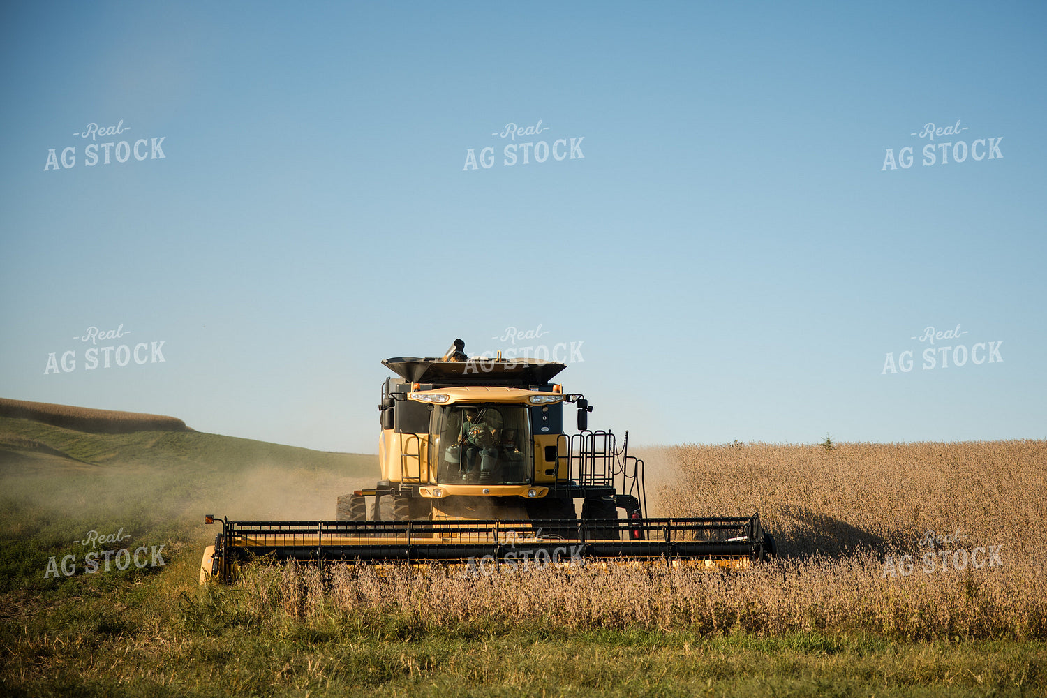 Soybean Harvest 215085