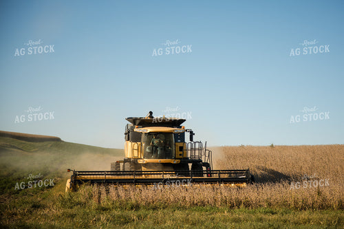 Soybean Harvest 215085