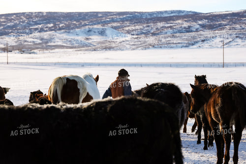 Rancher Feeding Horses 163038