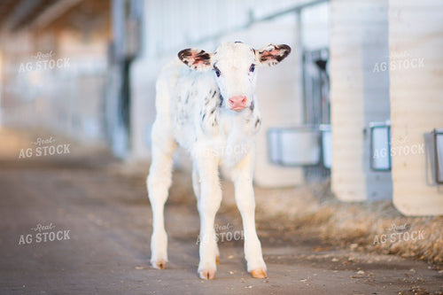 Dairy Calf 55324