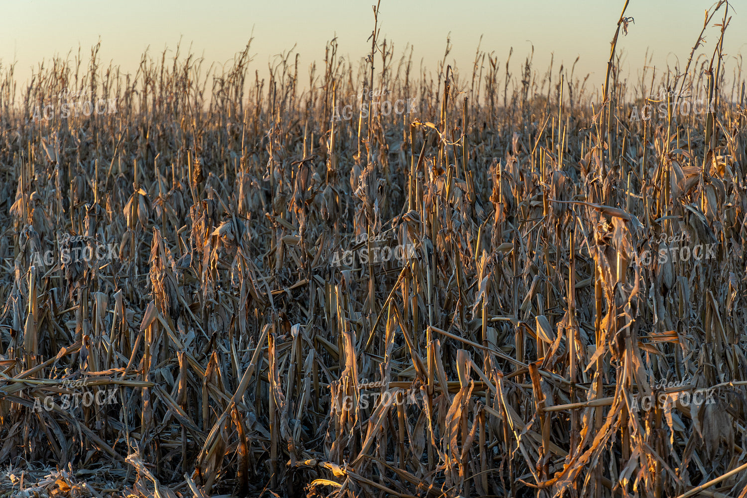Downed Corn 65118