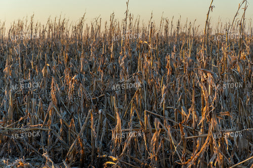 Downed Corn 65118