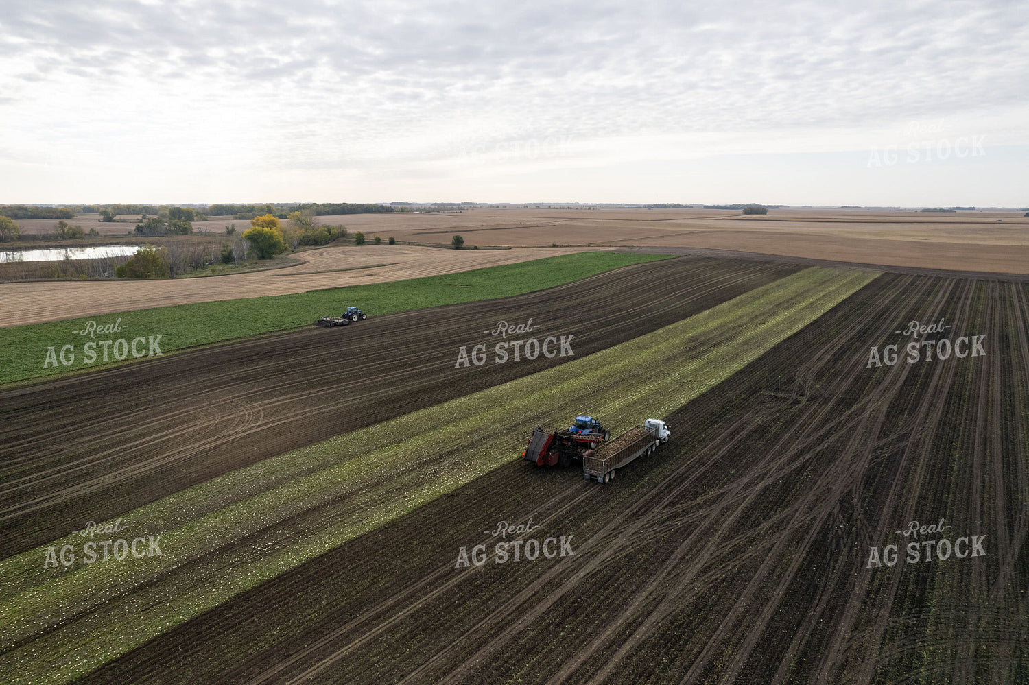 Sugar Beet Harvest 255037