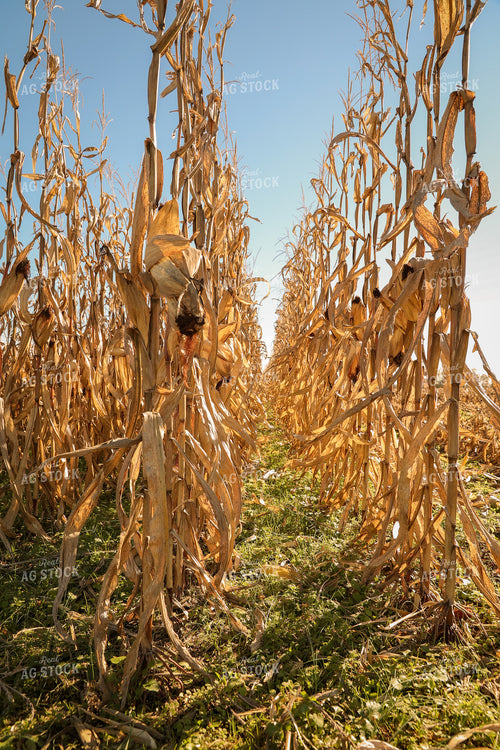 Dried Corn Field 52480