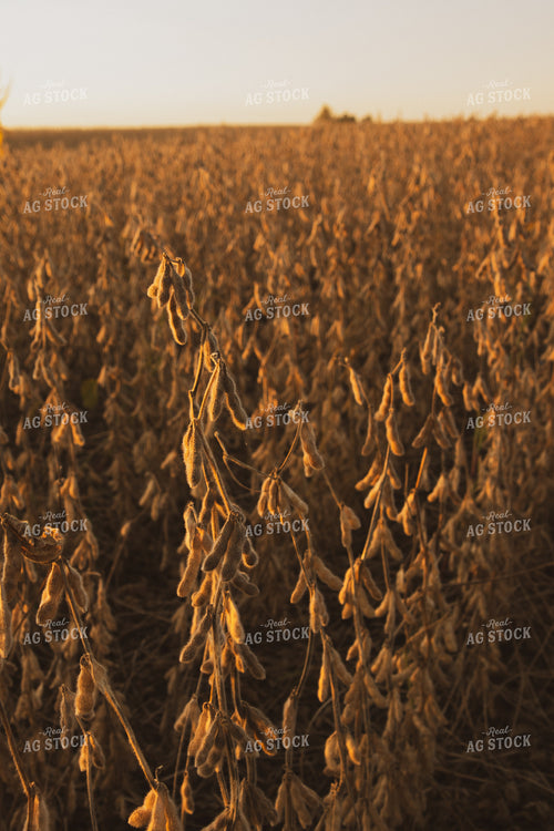Dried Soybeans 67961