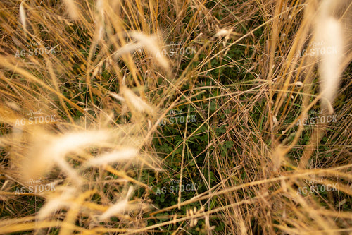 Rye Field with Clover 5980