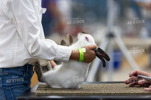 Showing Rabbits 295091