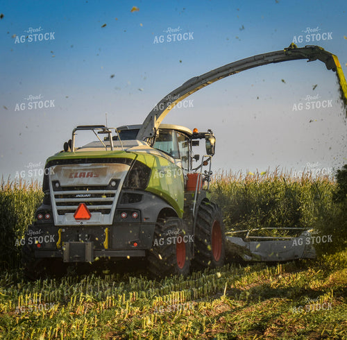 Silage Harvest 56115