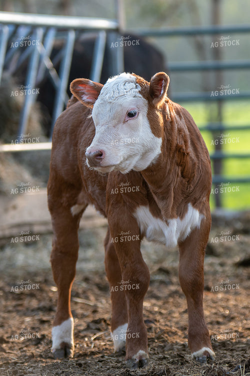 Hereford Calf in Farmyard 50224