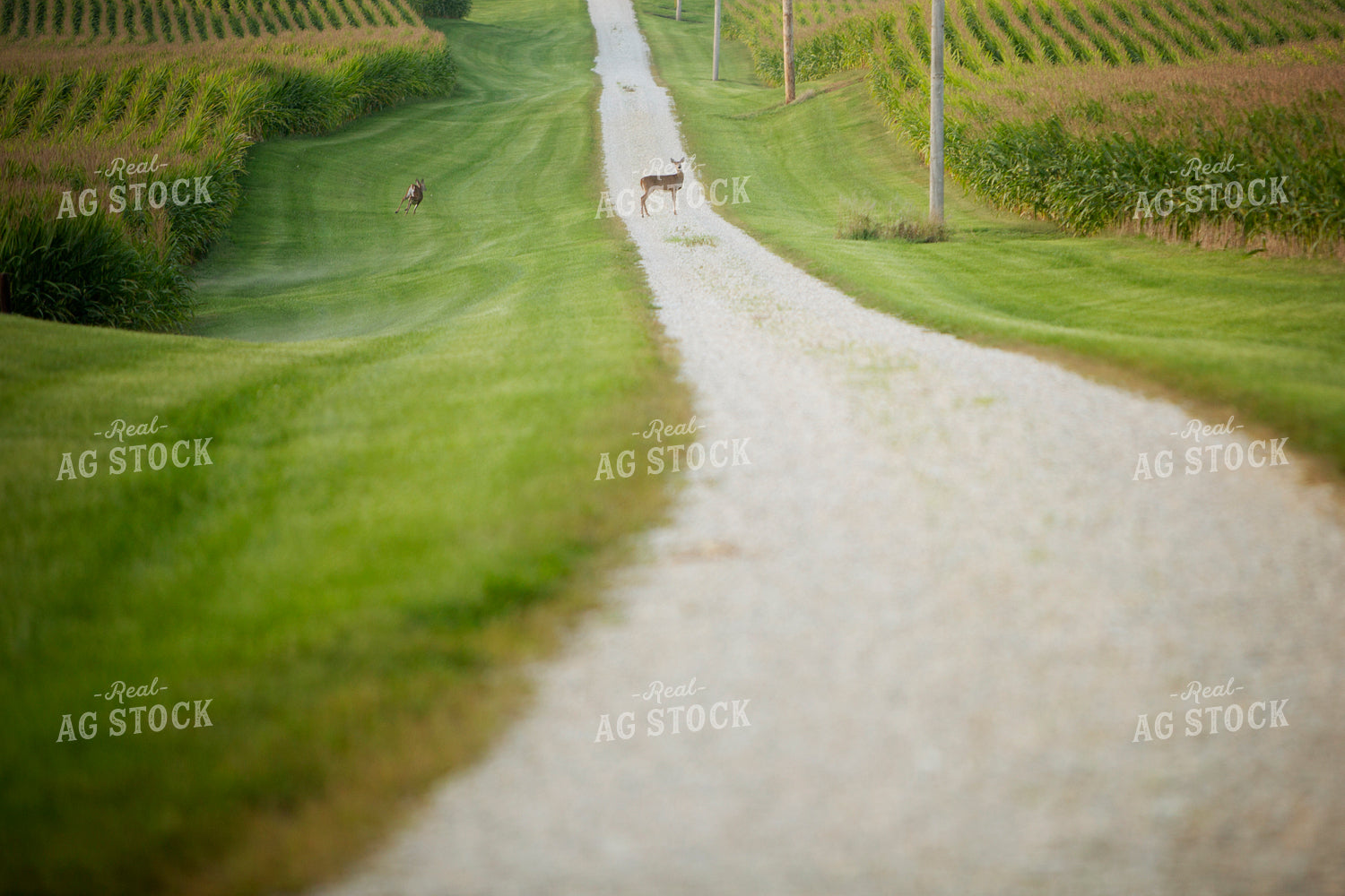 Deer in Corn 2448