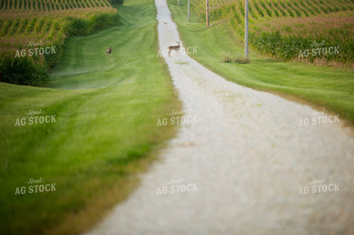 Deer in Corn 2448