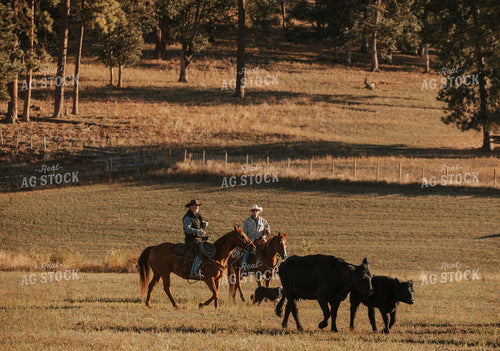 Ranchers on Horseback with Cattle 66046