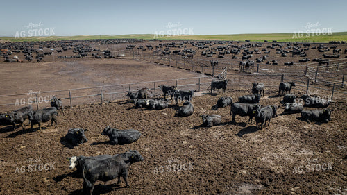 Cattle Feedlot Drone 56453