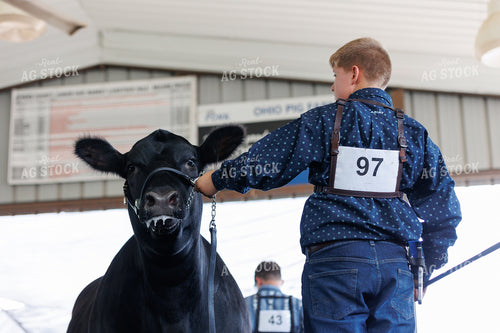 Showing Cattle 52760