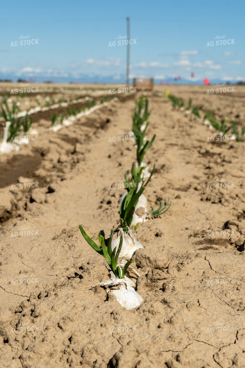 Onion Field 65666