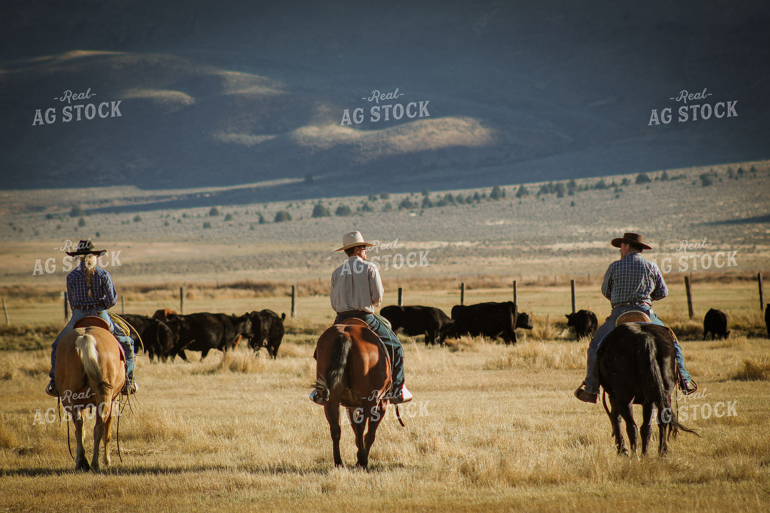 Ranchers Moving Cattle on Horseback 78193