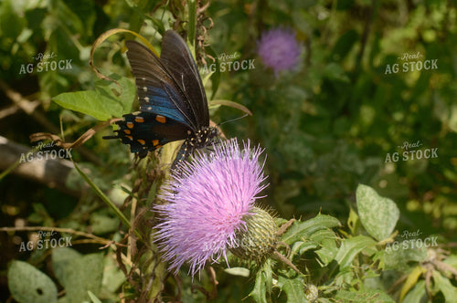 Butterfly 283015