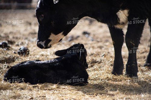 Angus Cow Calf Pair 117273